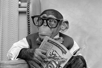 Chimp wearing glasses reading a newspaper