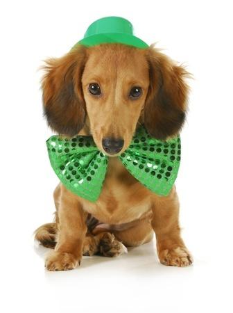 St Patty Dog