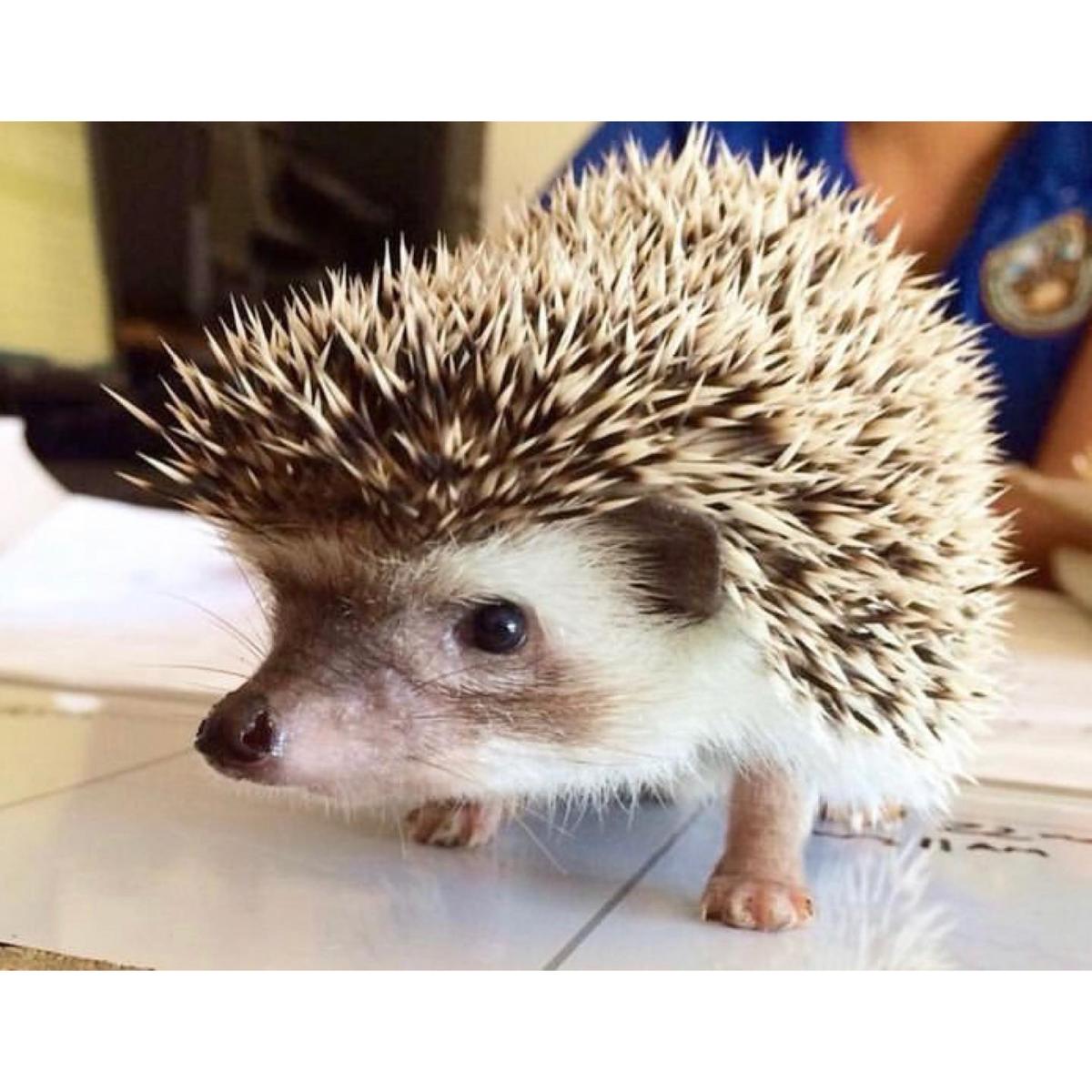 Hedgehog